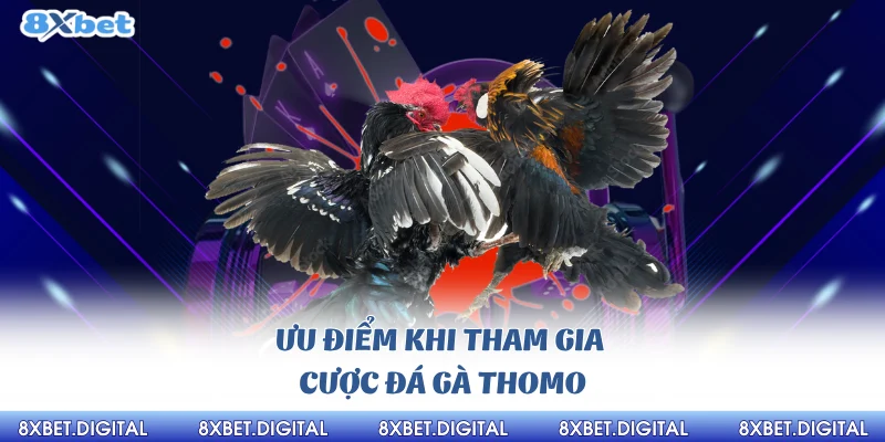Đá gà thomo 8xbet Đá gà Thomo 8xbet